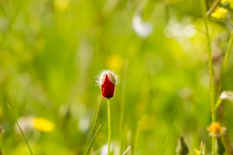 Poppy Stock Photos