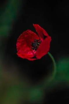 Poppy Stock Photos