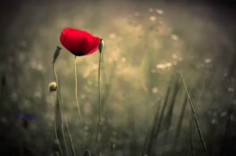 Poppy Stock Photos
