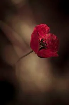Poppy Stock Photos