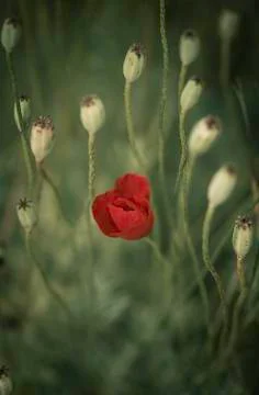 Poppy Stock Photos