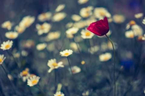Poppy Stock Photos