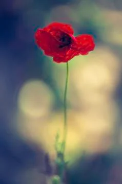 Poppy Stock Photos