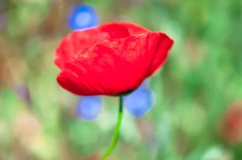 Poppy Stock Photos