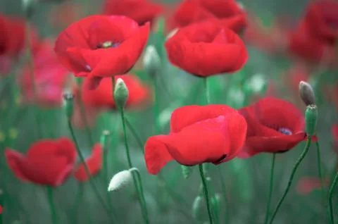 Poppy Stock Photos
