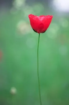 Poppy Stock Photos