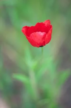 Poppy Stock Photos