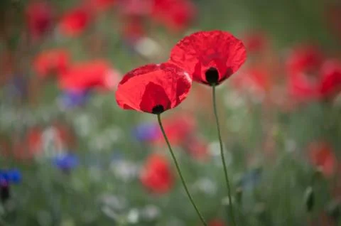 Poppy Stock Photos