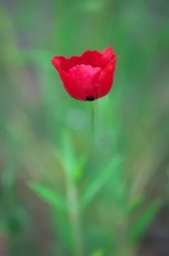 Poppy Stock Photos