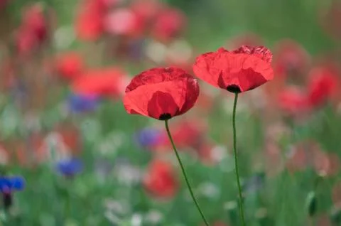 Poppy Stock Photos