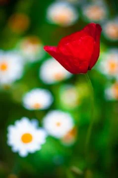 Poppy Stock Photos