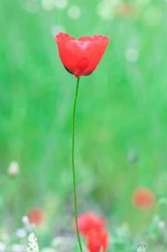 Poppy Stock Photos