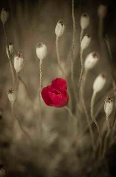 Poppy Stock Photos