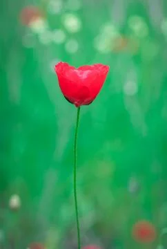 Poppy Stock Photos