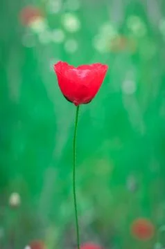 Poppy Stock Photos