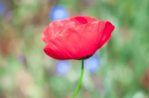 Poppy Stock Photos