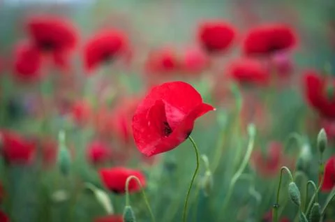 Poppy Stock Photos