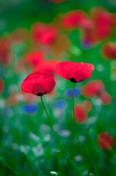Poppy Stock Photos