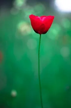 Poppy Stock Photos