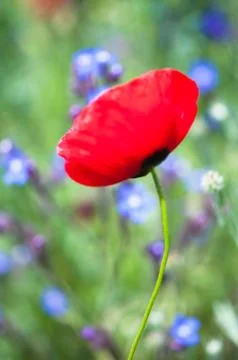 Poppy Stock Photos
