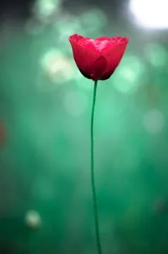 Poppy Stock Photos