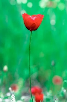 Poppy Stock Photos
