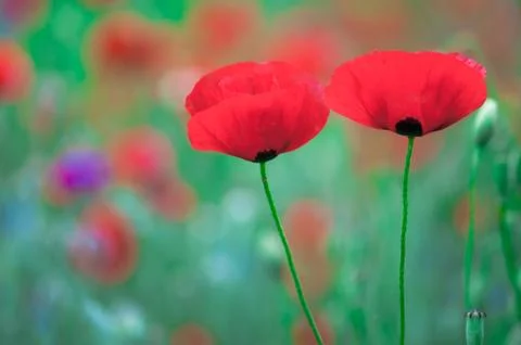 Poppy Stock Photos
