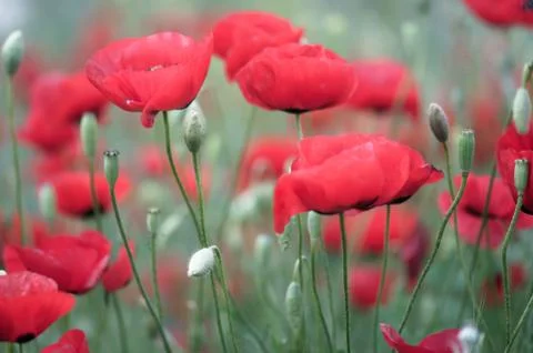 Poppy Stock Photos