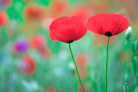 Poppy Stock Photos