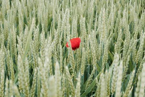 Poppy Stock Photos