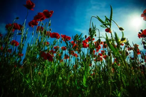 Poppy Stock Photos