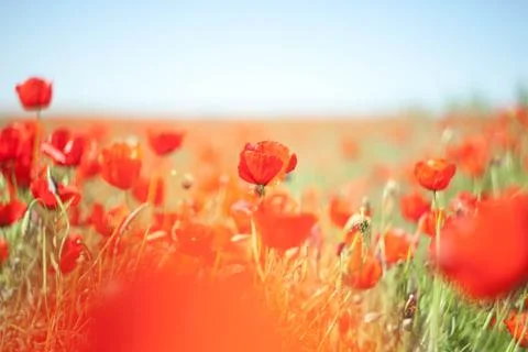 Poppy Stock Photos