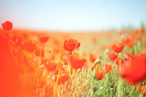 Poppy Stock Photos