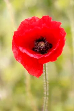 Poppy Stock-Fotos