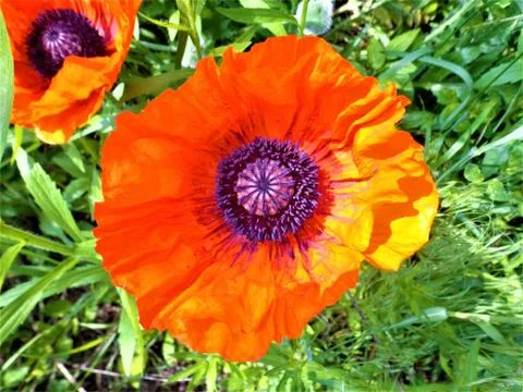 Poppy Stock Photos