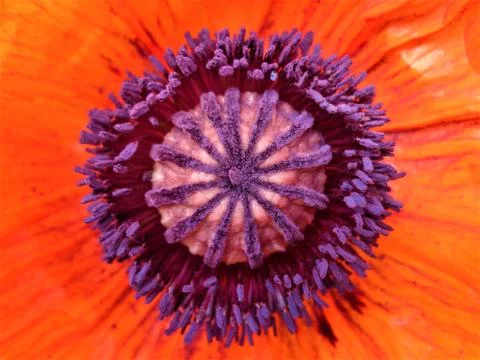 In a poppy 스톡 사진