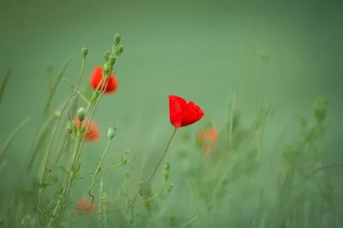 Poppy Stock Photos