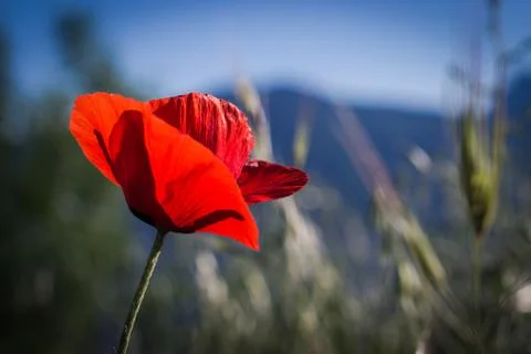 Poppy Stock Photos