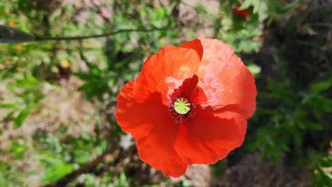 Poppy Stock Photos