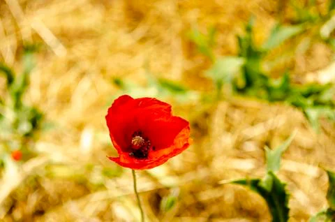 Poppy Stock Photos