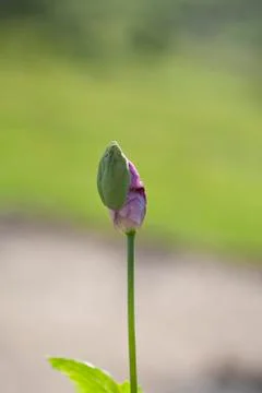 Poppy 스톡 사진