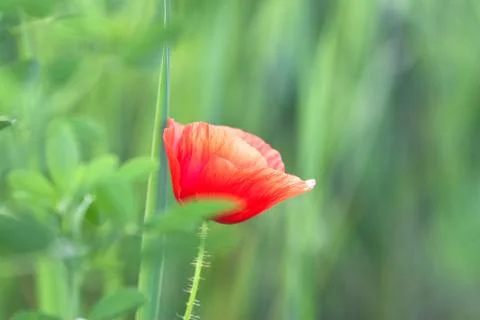 Poppy Stock-Fotos