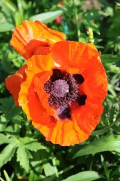 Poppy Stock Photos