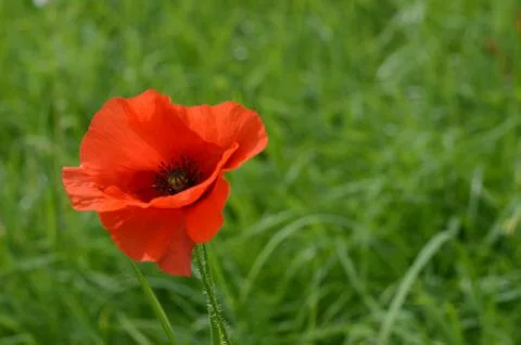 Poppy Stock Photos