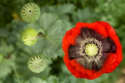 Poppy Stock Photos