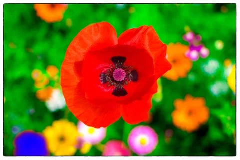 Poppy Fotos Stock