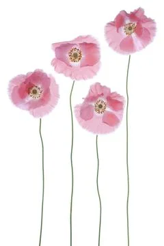Poppy Stock Photos