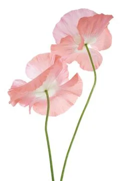 Poppy Stock Photos