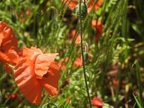 Poppy Stock Photos