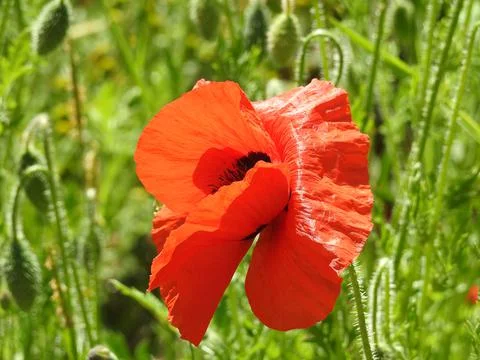 Poppy Stock Photos